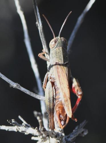 Réf. 242 459 : Calliptamus barbarus barbarus